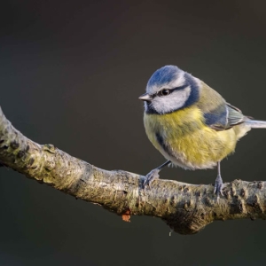 Redwell   27 1 2017   D3s (203 Of 369).jpg